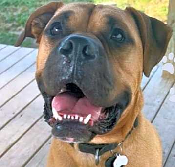 Photo of Bo Jangles