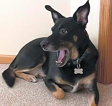 Photo of Gunner