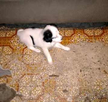 Photo of Berta
