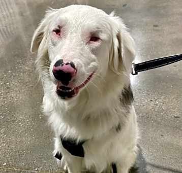 Photo of Tango