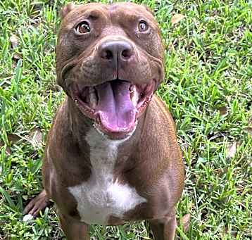Photo of Buddy