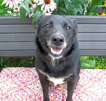 Photo of Stella