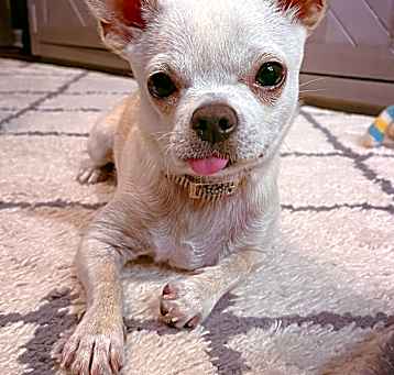 Photo of Blizz