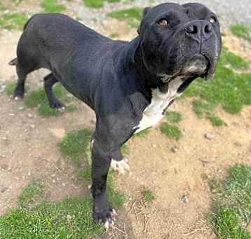 Photo of Atlas