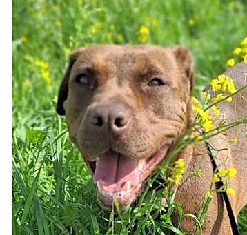 Photo of Mocha
