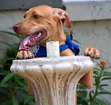 Photo of Copper
