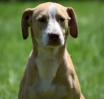 Photo of Rusty