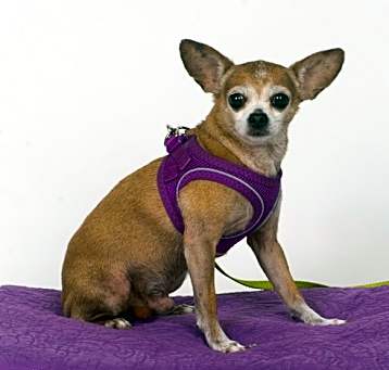 Photo of Rico
