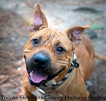 Photo of Dolly