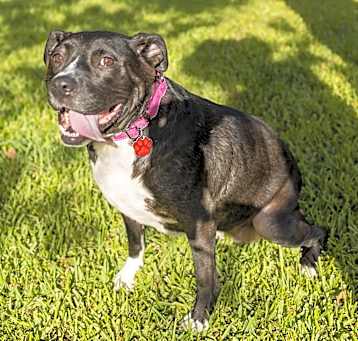 Photo of Maggie Magpie