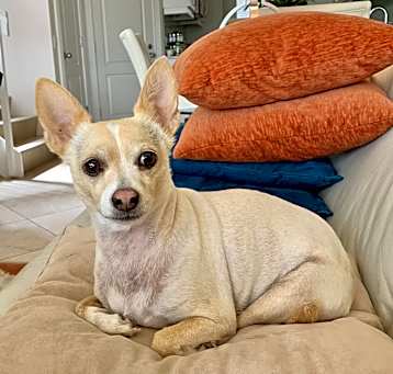 Photo of Chanel