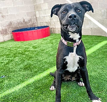 Photo of Winston Winchester play group rockstar