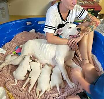 Photo of Puppies