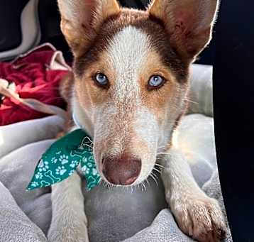 Photo of Blaze Skye (OAM)