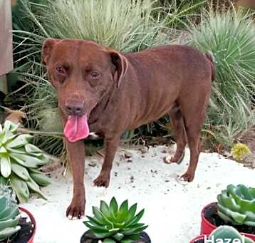 Photo of Hazel