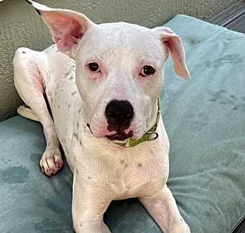 Photo of Floppy