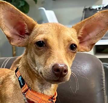 Photo of Rory (KNW)
