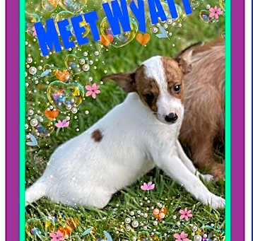 Photo of wyatt