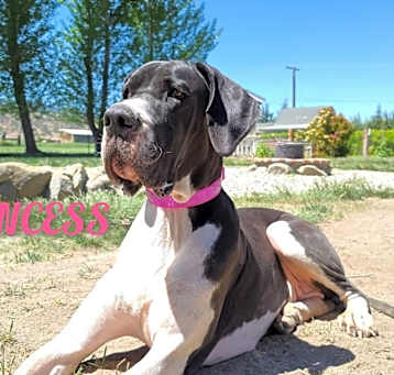 Photo of Princess