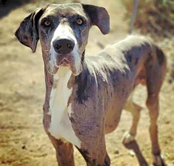 Photo of Scooby