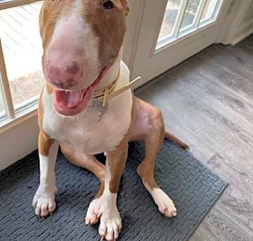Photo of Axel