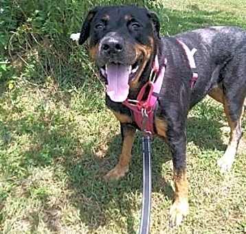 Photo of Rosa