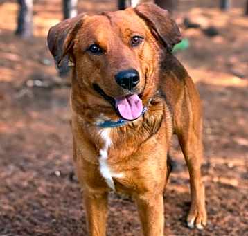 Photo of Atticus