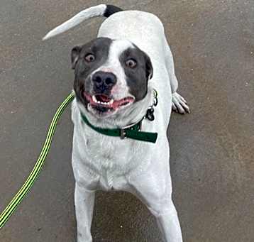 Photo of Baxter