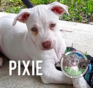 Photo of Pixie Bellfort