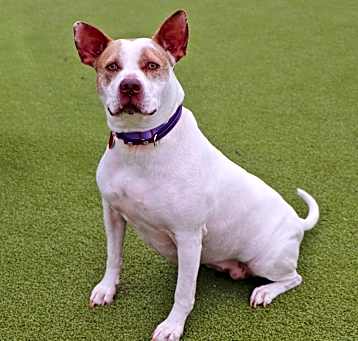 Photo of Sugar