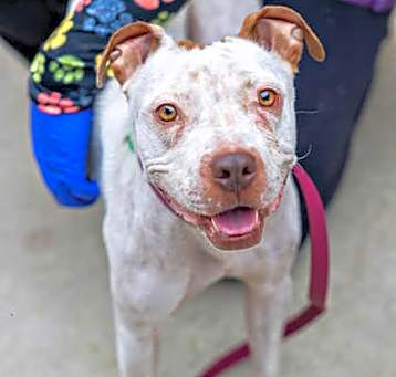 Photo of Esme - IN FOSTER