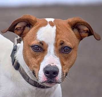 Photo of Ollie