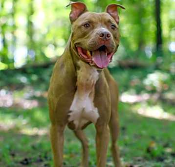 Photo of King