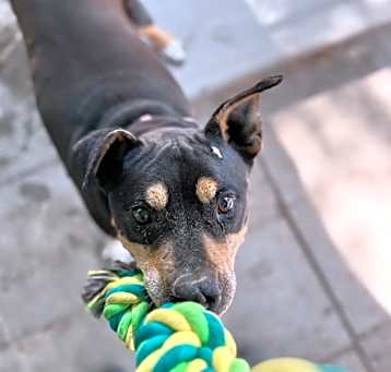 Photo of Rocco