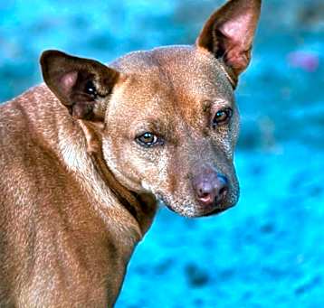Photo of Red Dog