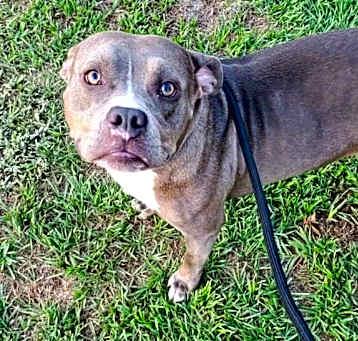 Photo of PEBBLES