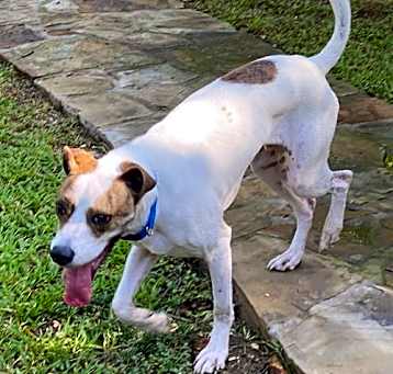 Photo of Friday aka Maverick