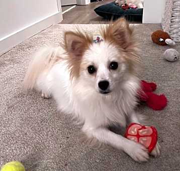 Photo of Abby