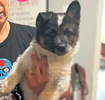 Photo of Oreo Pasadena Litter