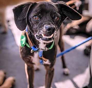 Photo of Scamp