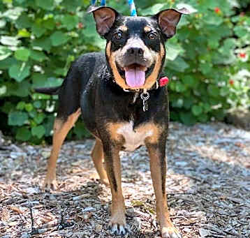 Photo of Roscoe