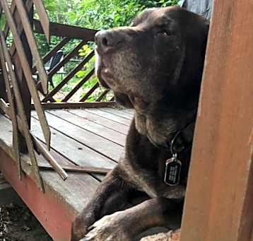 Photo of Charlie Bear