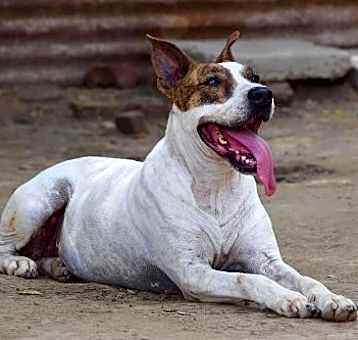 Photo of Diva