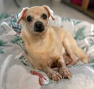 Photo of Rosie