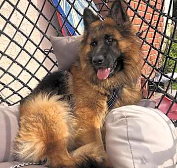 Photo of Milo