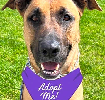 Photo of Xena - Foster or Adopt Me!