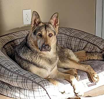 Photo of Lacey