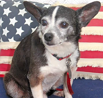 Photo of Toby