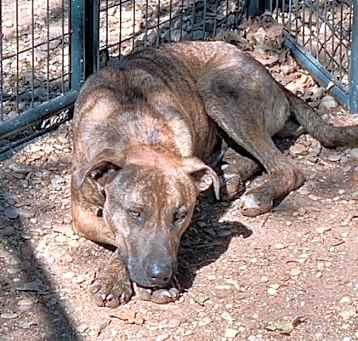 Photo of Hoss