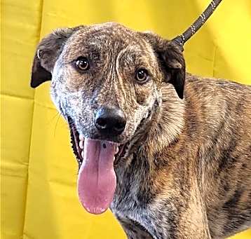 Photo of Baxter